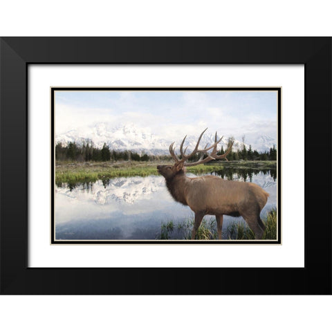 Bull Elk in Tetons Black Modern Wood Framed Art Print with Double Matting by Deiter, Lori