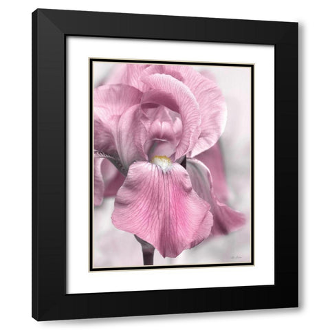 Pink Iris Black Modern Wood Framed Art Print with Double Matting by Deiter, Lori