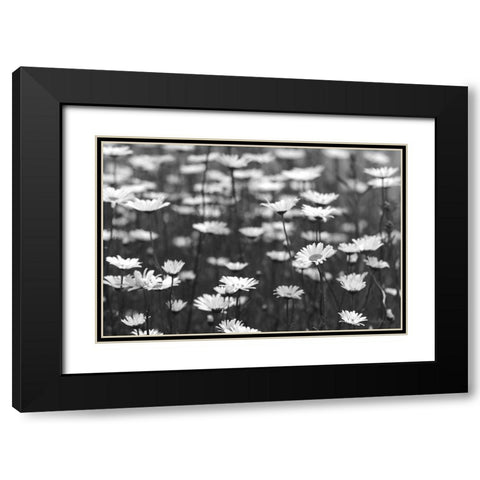 Daisy Dreams Black Modern Wood Framed Art Print with Double Matting by Deiter, Lori