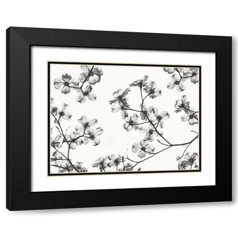 Dogwood Blossom Silhouette Black Modern Wood Framed Art Print with Double Matting by Deiter, Lori