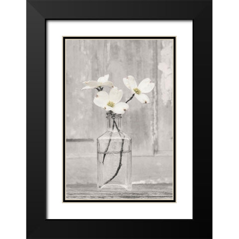 Dogwood Blossoms Black Modern Wood Framed Art Print with Double Matting by Deiter, Lori
