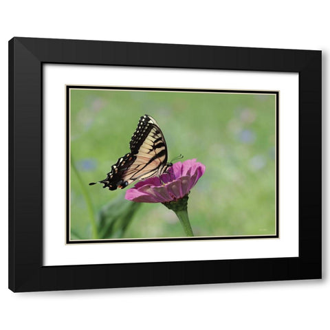 Butterfly Resting Spot I Black Modern Wood Framed Art Print with Double Matting by Deiter, Lori