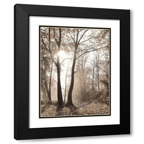 Woodland Sunrise Black Modern Wood Framed Art Print with Double Matting by Deiter, Lori
