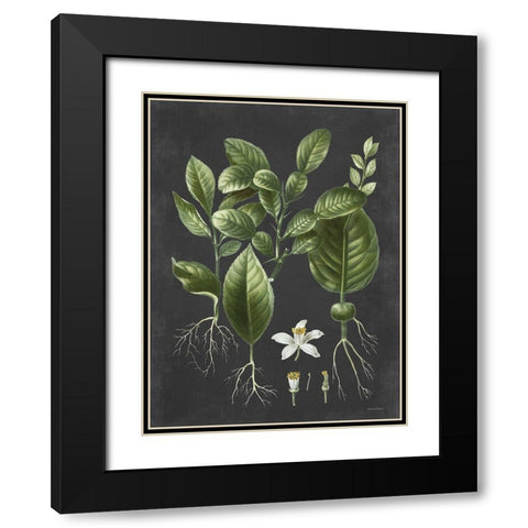 Citrus Botanical Black Modern Wood Framed Art Print with Double Matting by Lettered and Lined