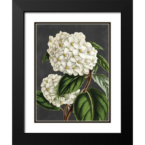 Hydrangea Black Modern Wood Framed Art Print with Double Matting by Lettered And Lined