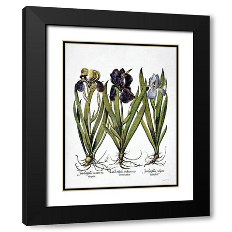 Iris Botanical I Black Modern Wood Framed Art Print with Double Matting by Lettered And Lined