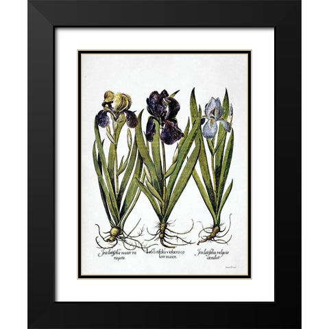 Iris Botanical I Black Modern Wood Framed Art Print with Double Matting by Lettered And Lined