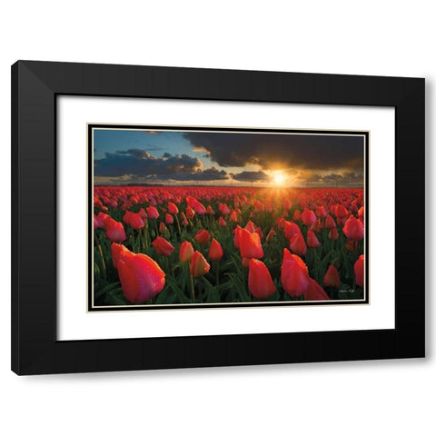 Tulips at Sunset Black Modern Wood Framed Art Print with Double Matting by Podt, Martin