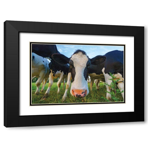 Moo Black Modern Wood Framed Art Print with Double Matting by Podt, Martin