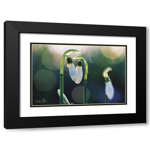Snowdrops I  Black Modern Wood Framed Art Print with Double Matting by Podt, Martin