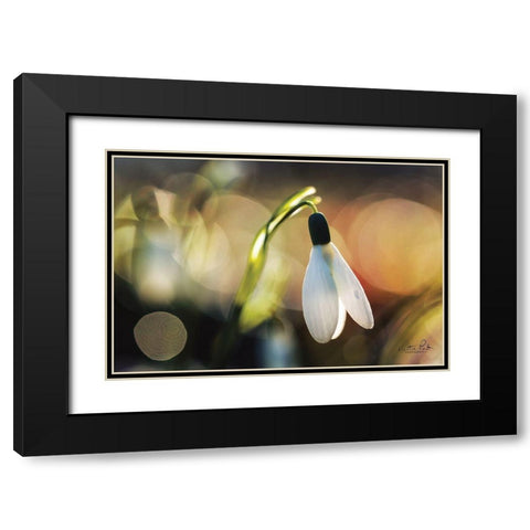 Snowdrops III Black Modern Wood Framed Art Print with Double Matting by Podt, Martin