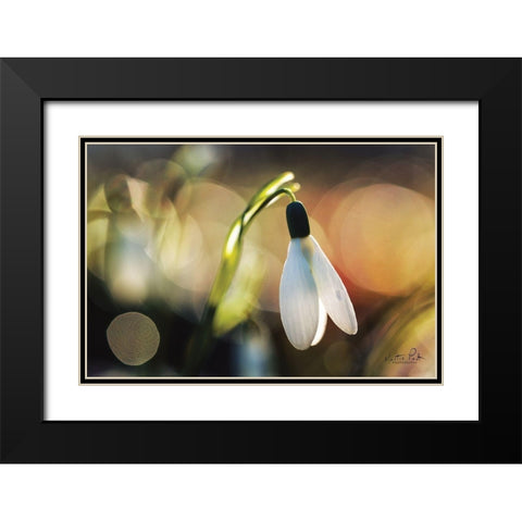 Snowdrops III Black Modern Wood Framed Art Print with Double Matting by Podt, Martin