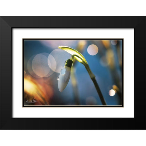 Snowdrops IV Black Modern Wood Framed Art Print with Double Matting by Podt, Martin