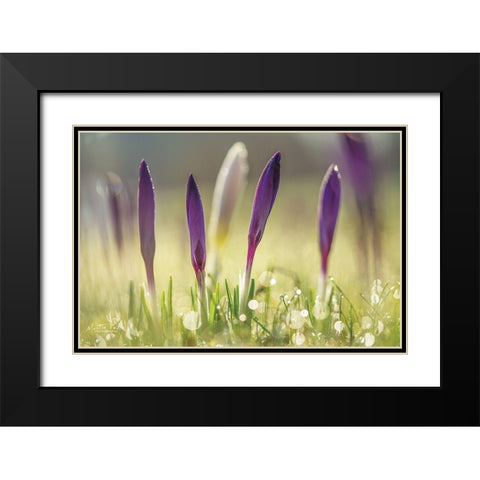 Four in a Row Black Modern Wood Framed Art Print with Double Matting by Podt, Martin