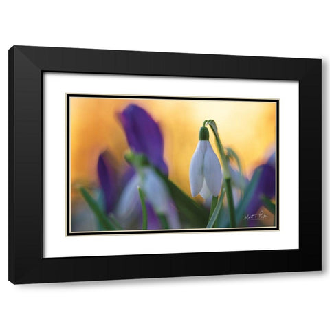 Snowdrop at Sunset Black Modern Wood Framed Art Print with Double Matting by Podt, Martin