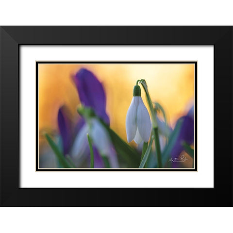 Snowdrop at Sunset Black Modern Wood Framed Art Print with Double Matting by Podt, Martin