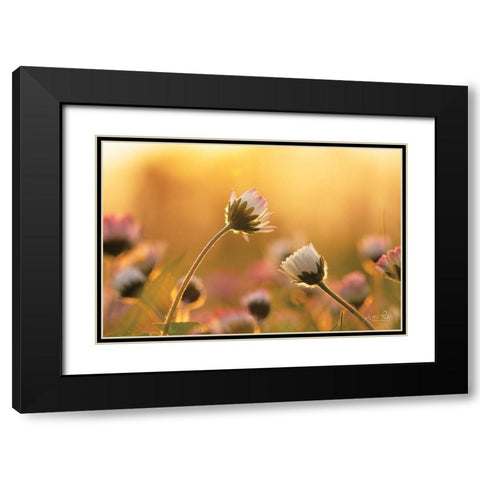 Daisies     Black Modern Wood Framed Art Print with Double Matting by Podt, Martin