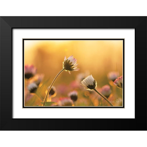 Daisies     Black Modern Wood Framed Art Print with Double Matting by Podt, Martin