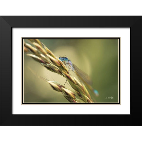 Damselfly Black Modern Wood Framed Art Print with Double Matting by Podt, Martin