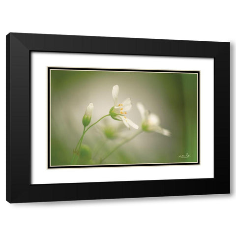 Stellaria Black Modern Wood Framed Art Print with Double Matting by Podt, Martin