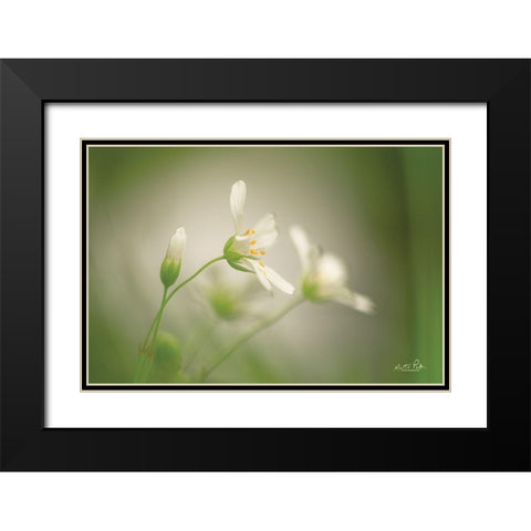 Stellaria Black Modern Wood Framed Art Print with Double Matting by Podt, Martin