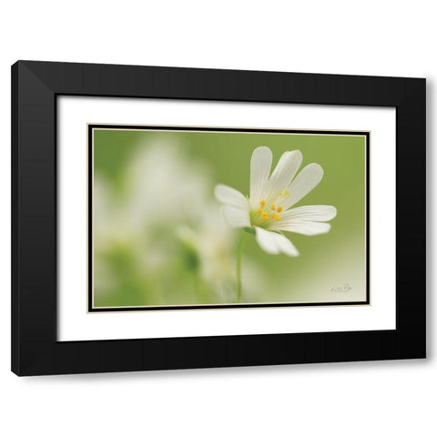 Stellaria Holostea Black Modern Wood Framed Art Print with Double Matting by Podt, Martin