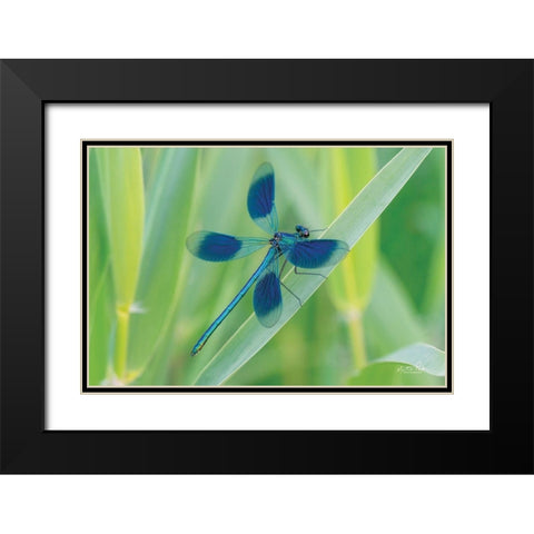Damselfly in Blue Black Modern Wood Framed Art Print with Double Matting by Podt, Martin