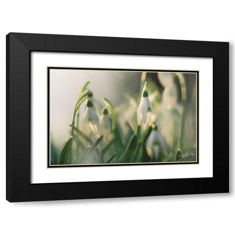 Snowdrops Black Modern Wood Framed Art Print with Double Matting by Podt, Martin