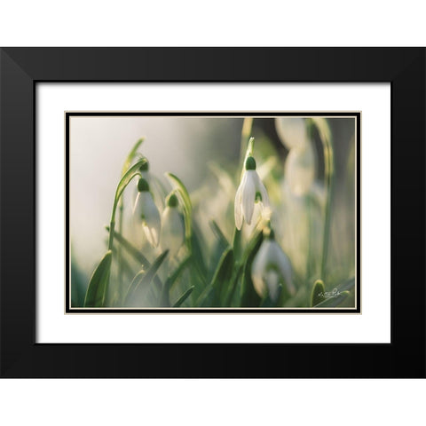 Snowdrops Black Modern Wood Framed Art Print with Double Matting by Podt, Martin