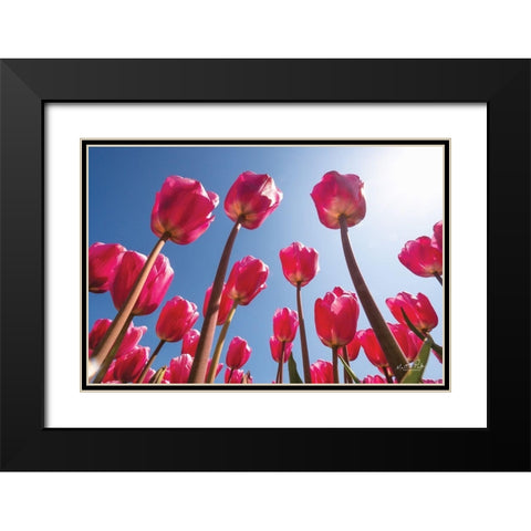 Look Up in Pink Black Modern Wood Framed Art Print with Double Matting by Podt, Martin