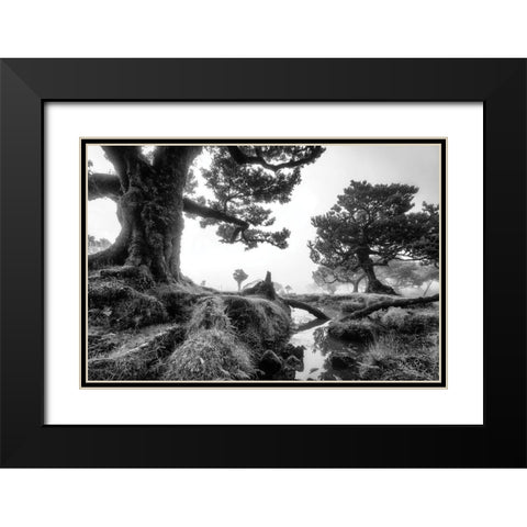 Black and White Fanal Black Modern Wood Framed Art Print with Double Matting by Podt, Martin