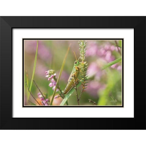 Grasshopper Black Modern Wood Framed Art Print with Double Matting by Podt, Martin