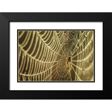 The Spider and Her Jewels Black Modern Wood Framed Art Print with Double Matting by Podt, Martin