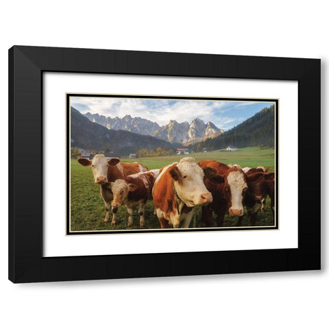 Austrian Cows Black Modern Wood Framed Art Print with Double Matting by Podt, Martin