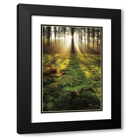 Ferns in the Morning Light Black Modern Wood Framed Art Print with Double Matting by Podt, Martin