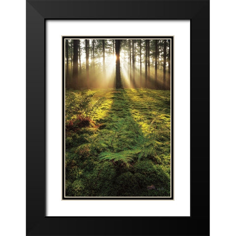 Ferns in the Morning Light Black Modern Wood Framed Art Print with Double Matting by Podt, Martin