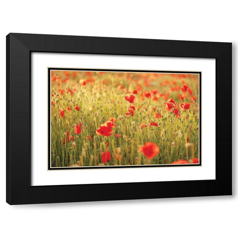 Poppy Field I Black Modern Wood Framed Art Print with Double Matting by Podt, Martin
