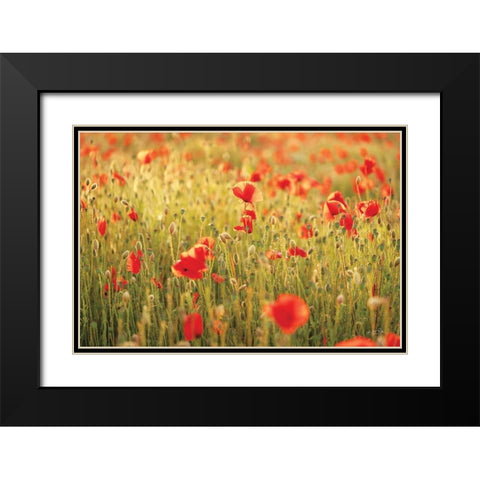 Poppy Field I Black Modern Wood Framed Art Print with Double Matting by Podt, Martin
