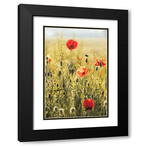 Poppy Field II Black Modern Wood Framed Art Print with Double Matting by Podt, Martin