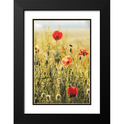 Poppy Field II Black Modern Wood Framed Art Print with Double Matting by Podt, Martin