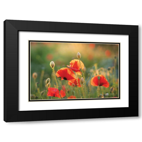 Poppy Field III Black Modern Wood Framed Art Print with Double Matting by Podt, Martin