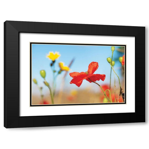 Summer Flowers Black Modern Wood Framed Art Print with Double Matting by Podt, Martin
