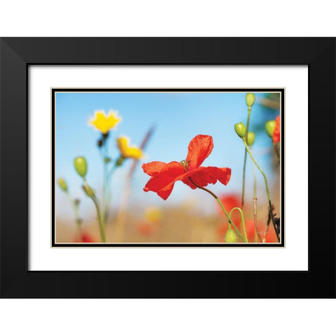 Summer Flowers Black Modern Wood Framed Art Print with Double Matting by Podt, Martin