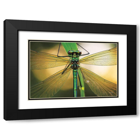 Glas in Lood Black Modern Wood Framed Art Print with Double Matting by Podt, Martin