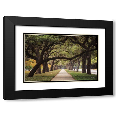 Alley of Live Oaks Black Modern Wood Framed Art Print with Double Matting by Podt, Martin