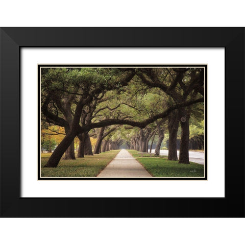 Alley of Live Oaks Black Modern Wood Framed Art Print with Double Matting by Podt, Martin