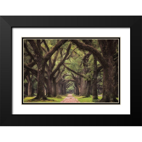 Lane of Oaks Black Modern Wood Framed Art Print with Double Matting by Podt, Martin