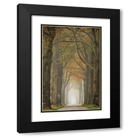 Beech Lined Road    Black Modern Wood Framed Art Print with Double Matting by Podt, Martin