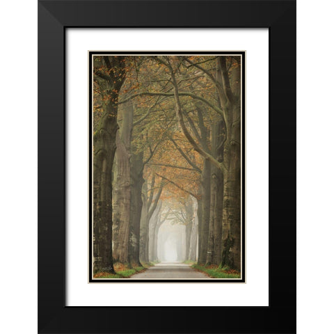 Beech Lined Road    Black Modern Wood Framed Art Print with Double Matting by Podt, Martin