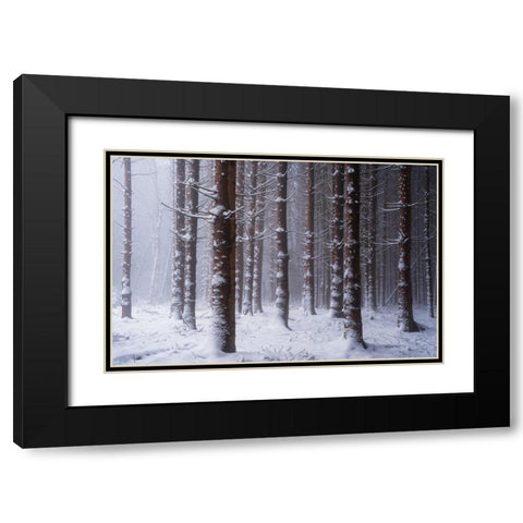 Red Woods Black Modern Wood Framed Art Print with Double Matting by Podt, Martin